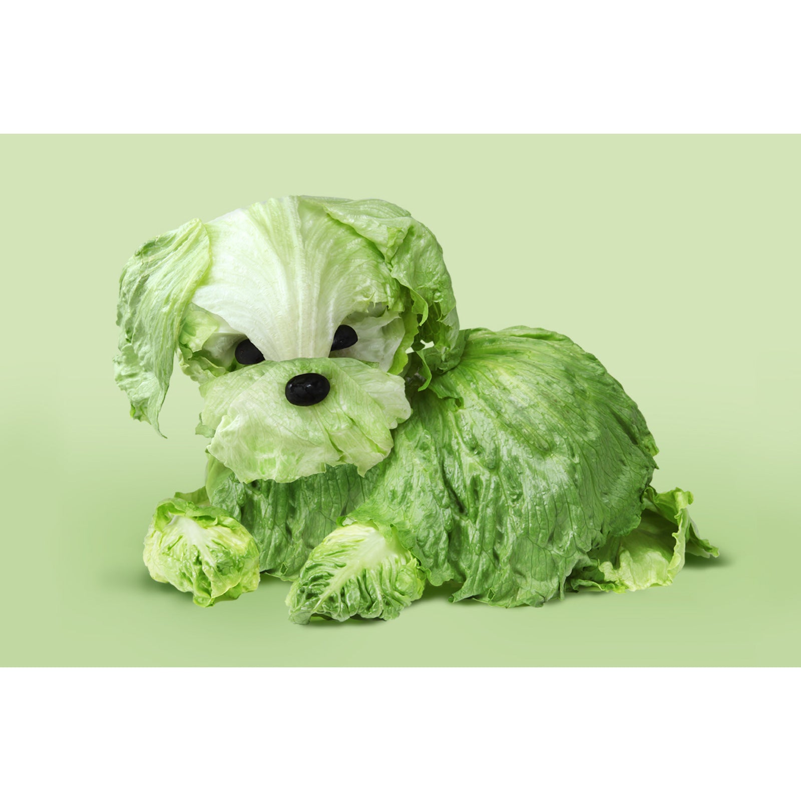 Lettuce For Dogs